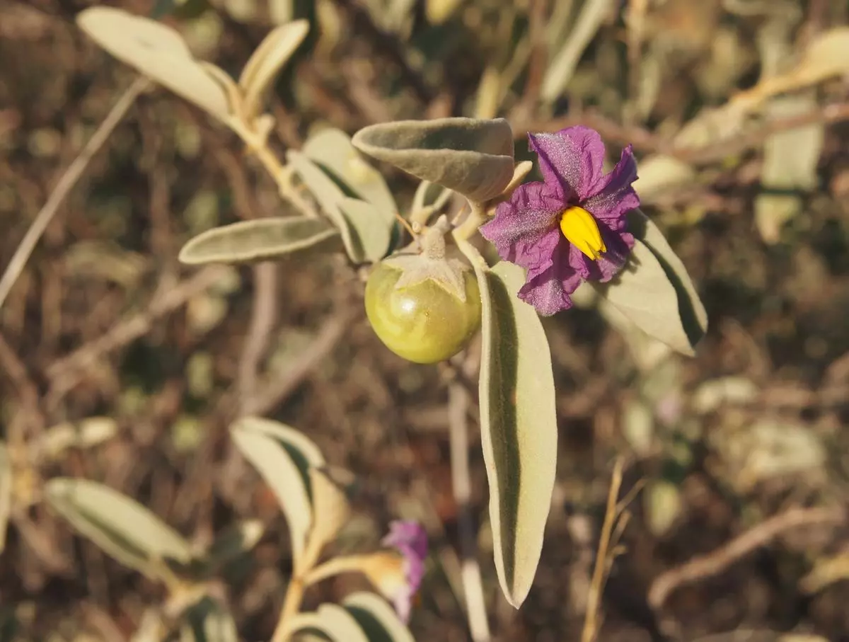 Fruit and flower of the Dungowan bush tomato.