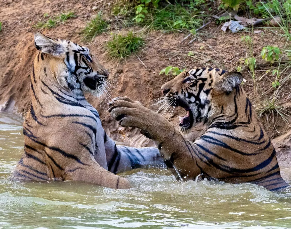 Two tiger cubs play in a waterbody at Belara Buffer Zone, Tadoba National Park, Maharashtra (2024).