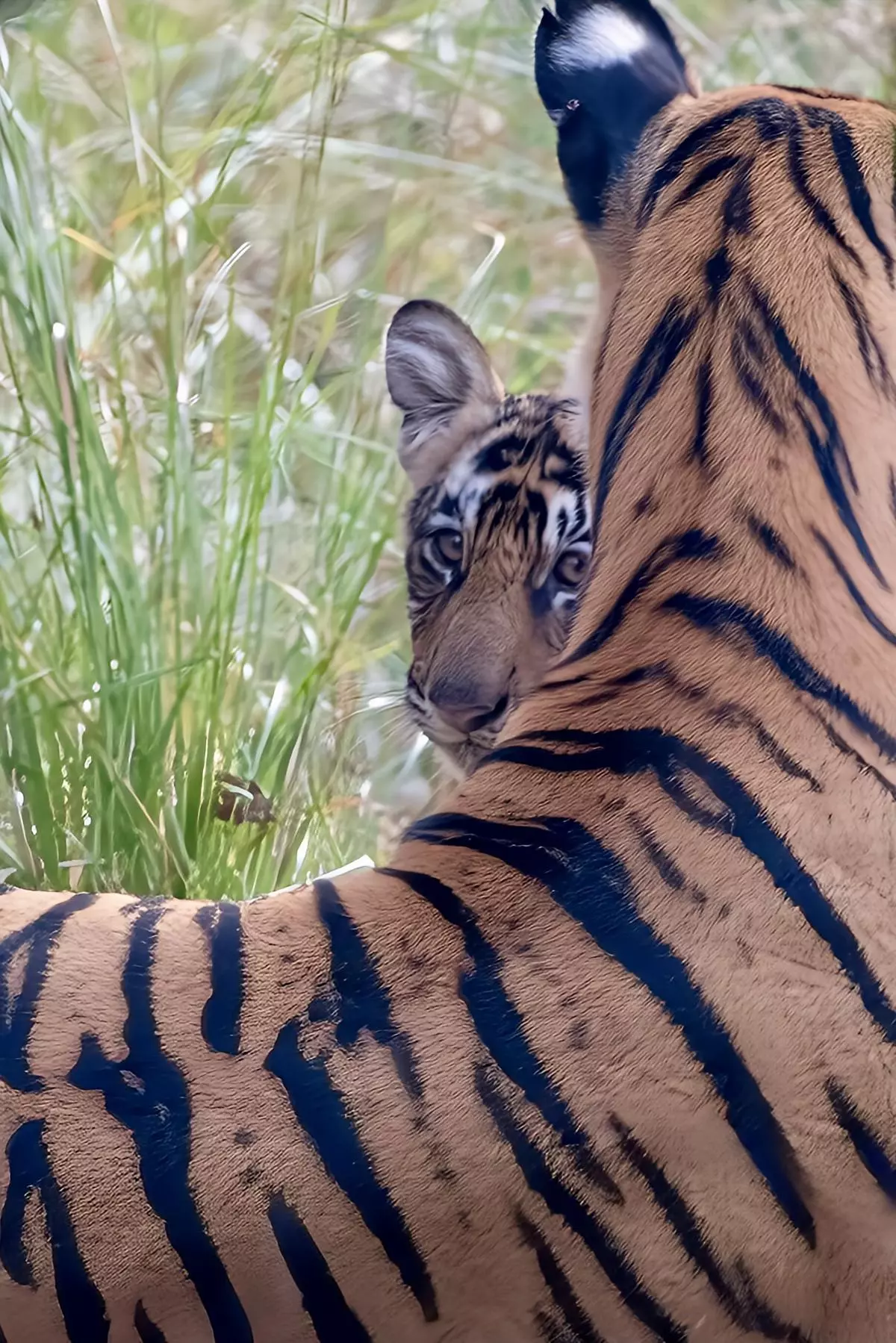 The famous tigress Riddhi at Ranthambore National Park, Rajasthan (2023).