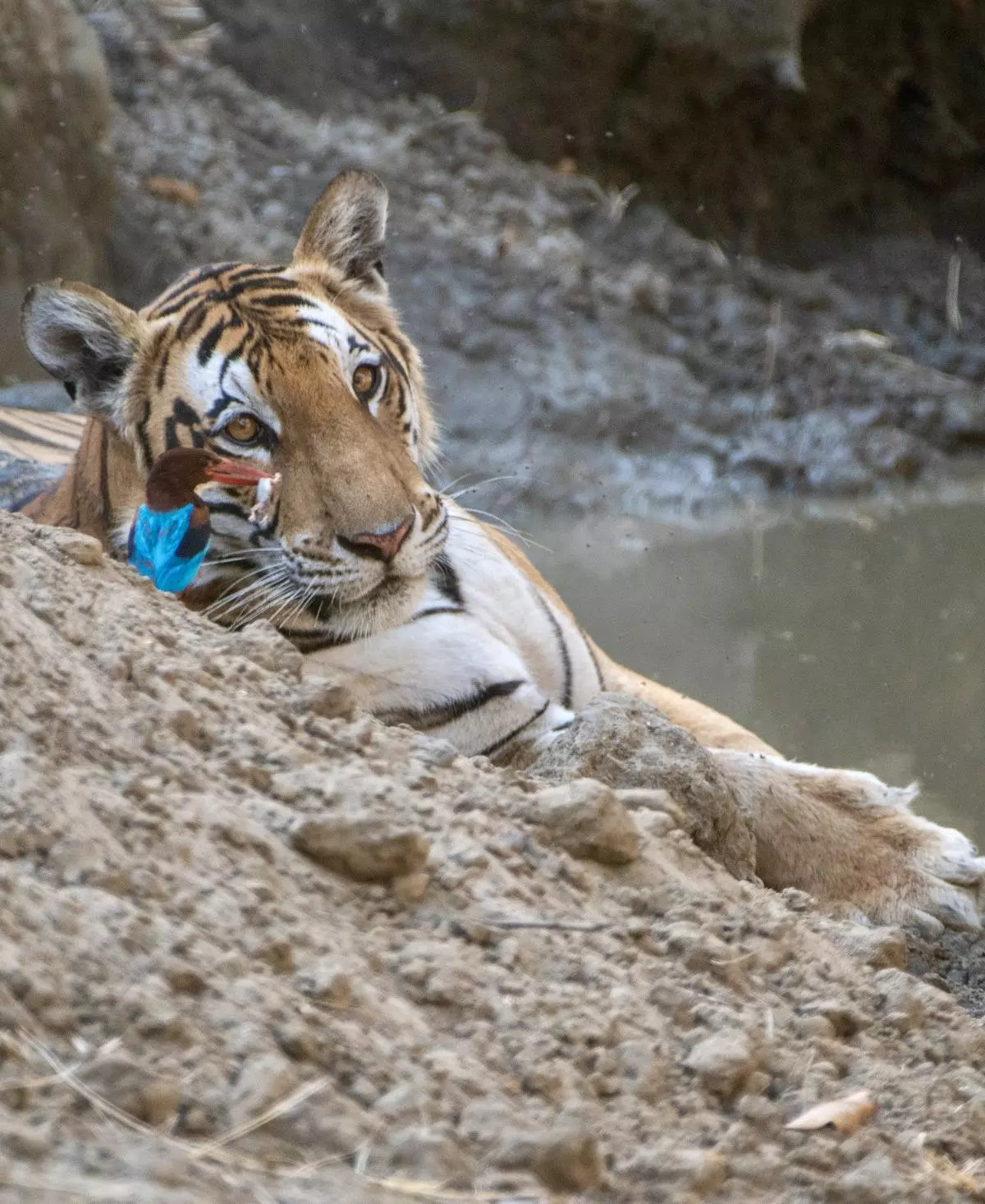 At Kishanpur Wildlife Sanctuary, Uttar Pradesh, 2024.