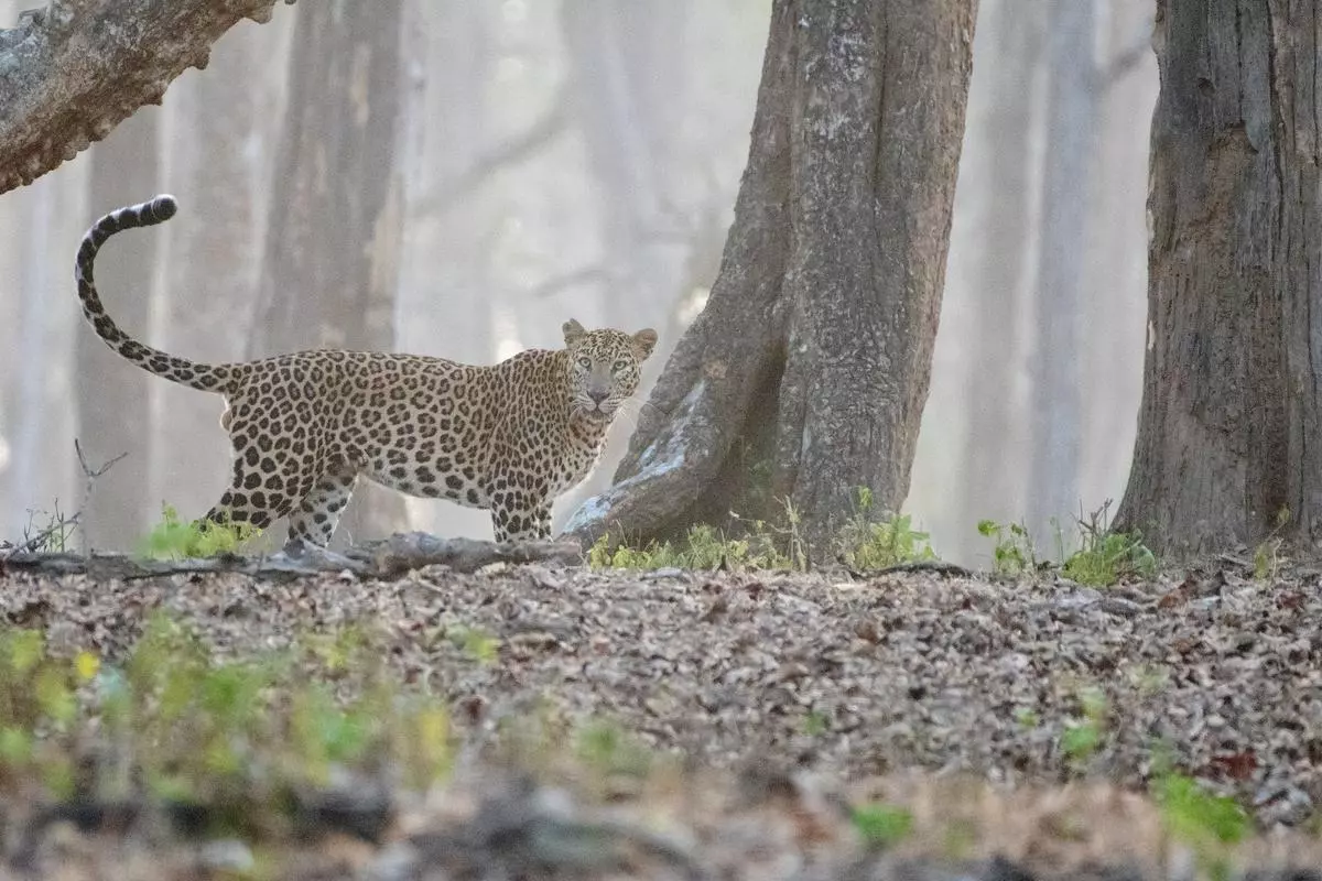 A leopard in Kabini, Karnataka. Leopards are more famous than tigers here.