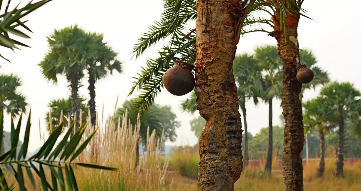 Nolen gur: The all-but-forgotten story of Bengal's date palm jaggery - Frontline