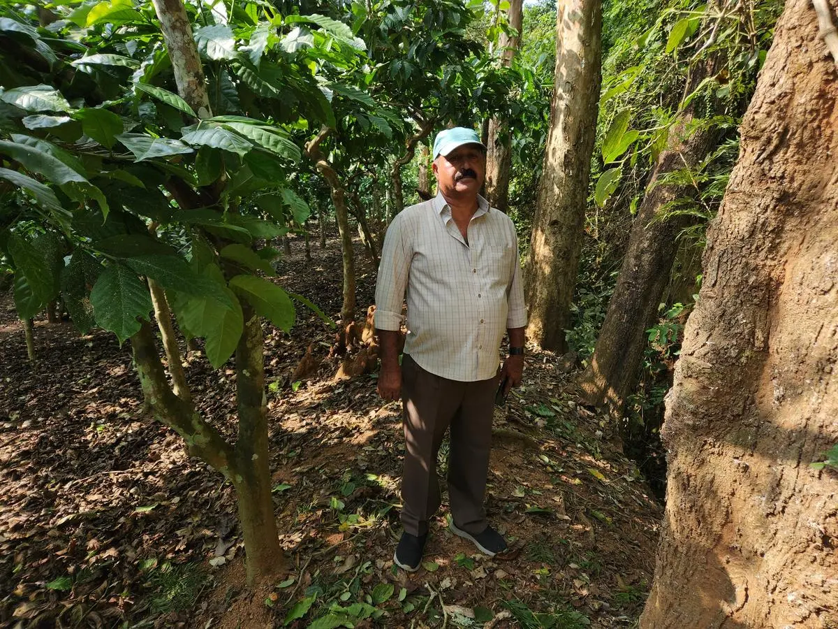 Nellira Poonacha, a coffee planter, at his estate. Two people were mauled to death on Poonacha’s estate in February 2023.