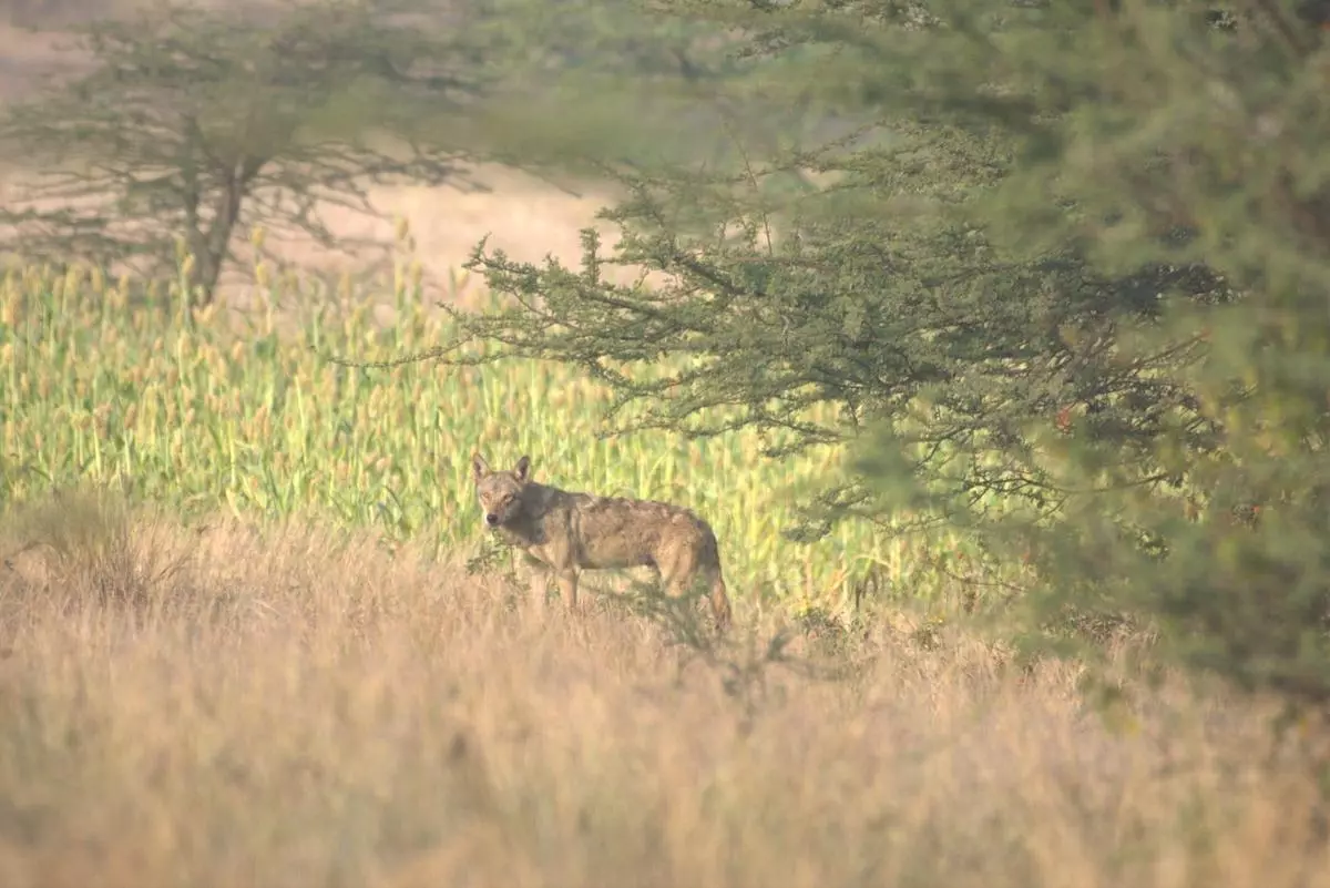 An adult male wolf at the border of a maize field.