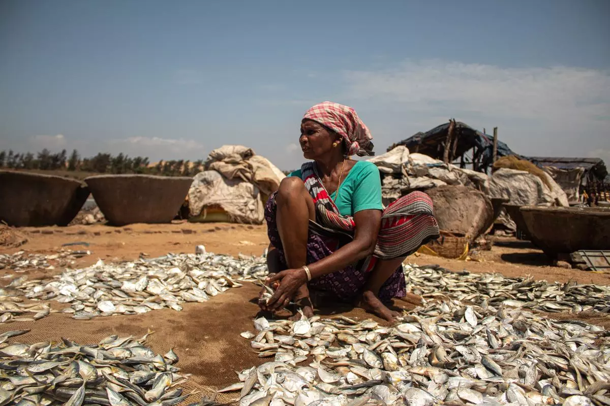 A fisherwomen in Ganjam sitting under the hot sun making Enduchepala or dried fish.