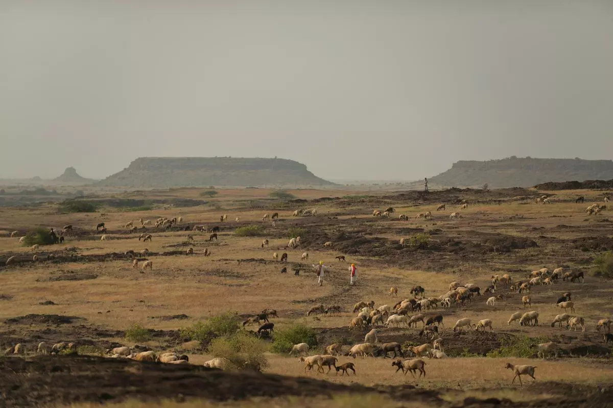 Livestock rearing livelihoods in the savanna grasslands of western Maharashtra.