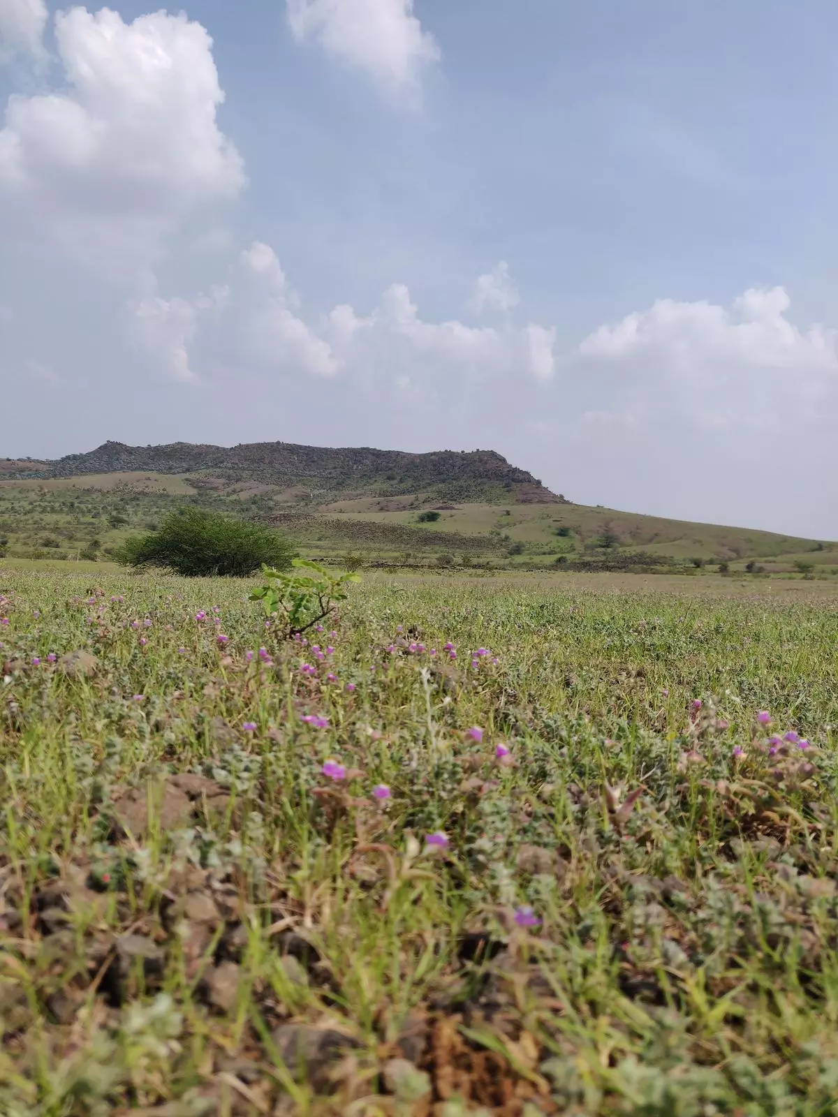 Floral biodiversity in ONEs in the monsoon season.