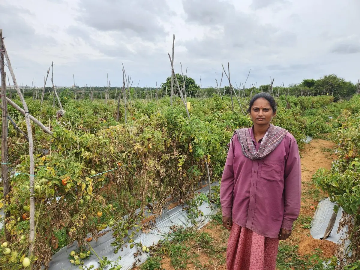 Sowmya of Channarayapatna village grows cucumber and tomato on her two acres of land.