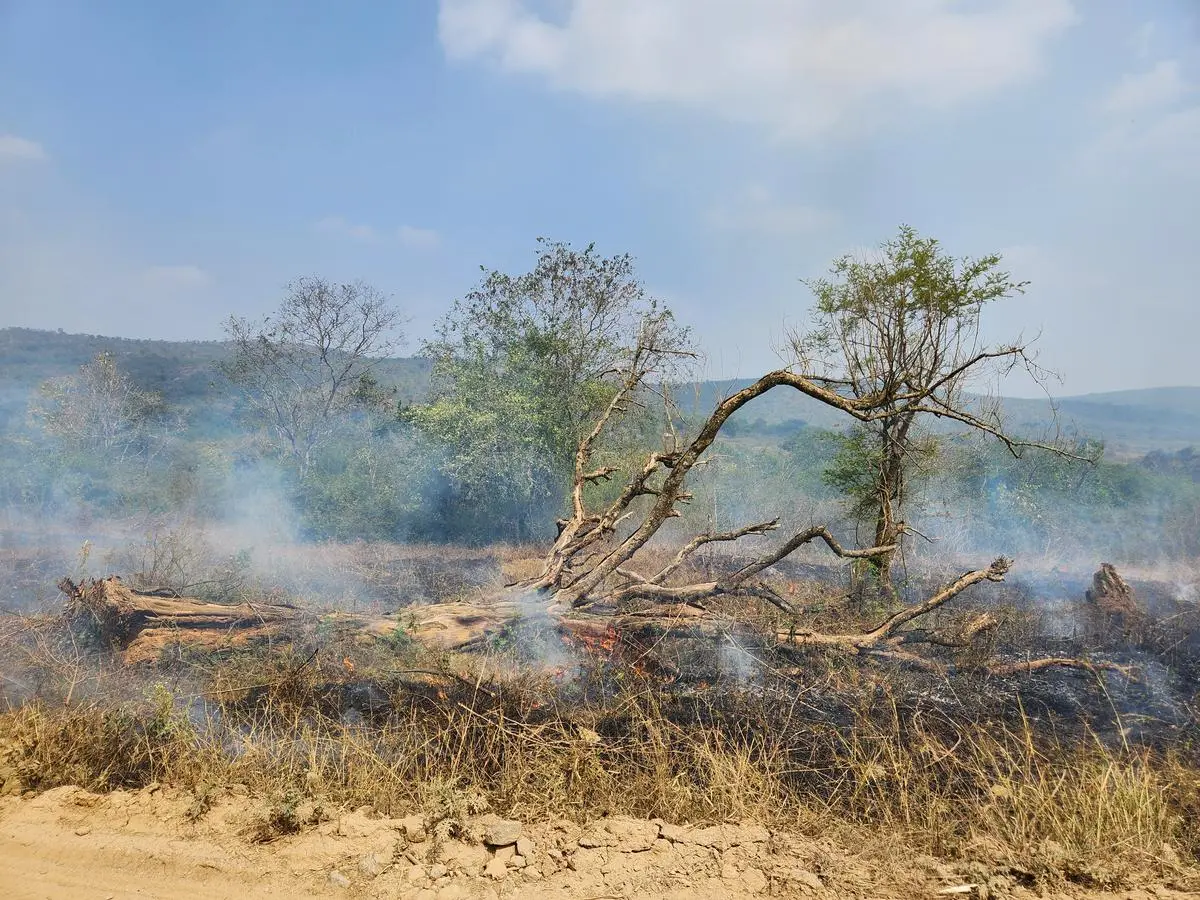 Forest fires are a major problem in the deciduous forests of Bandipur and Nagarahole as they lead to the proliferation of invasive species like lantana.