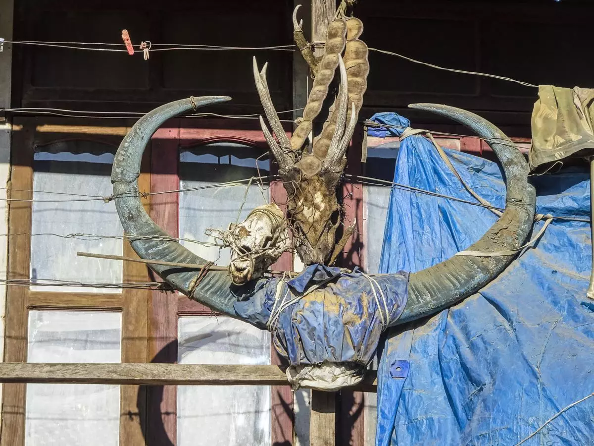 Horns and skulls at the entrance of a house. From bottom: water buffalo horns, sambar antlers, and barking deer antlers.