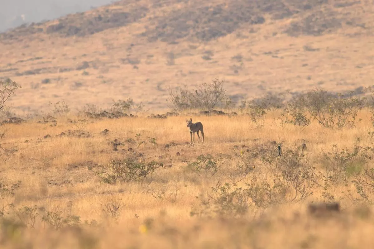 An adult female wolf in Open Natural Ecosystems in the dry season.