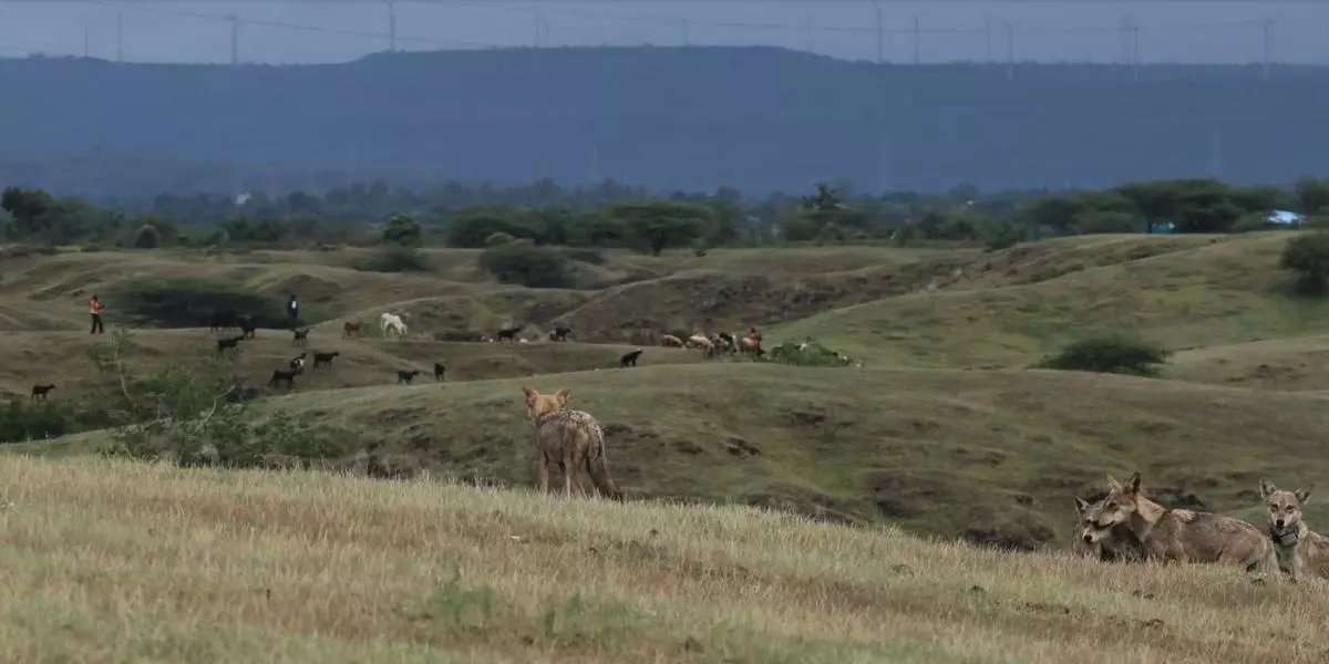 Wolves and pastoralists in ONEs.