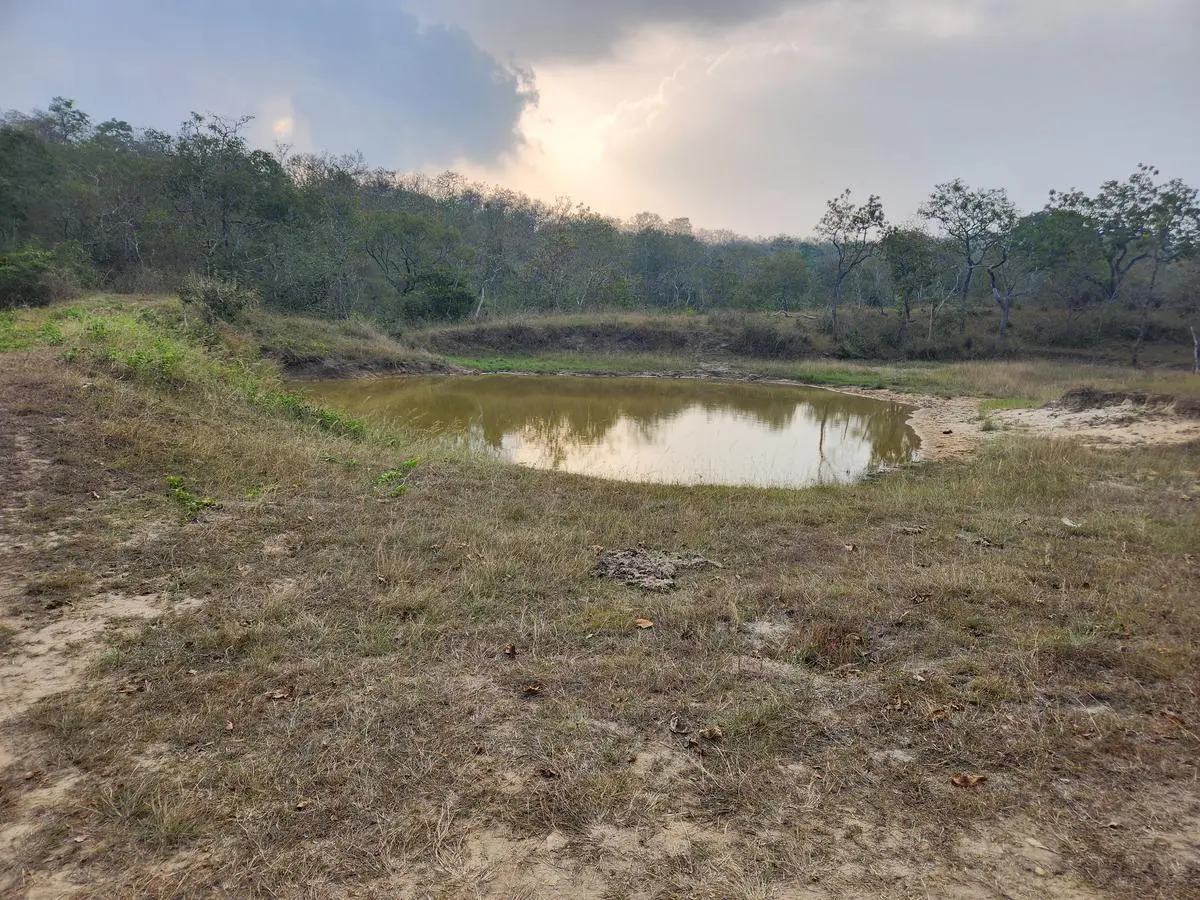 A waterhole inside Bandipur National Park. Conservationists accuse the KFD of indiscriminate digging of water holes inside the tiger reserve.