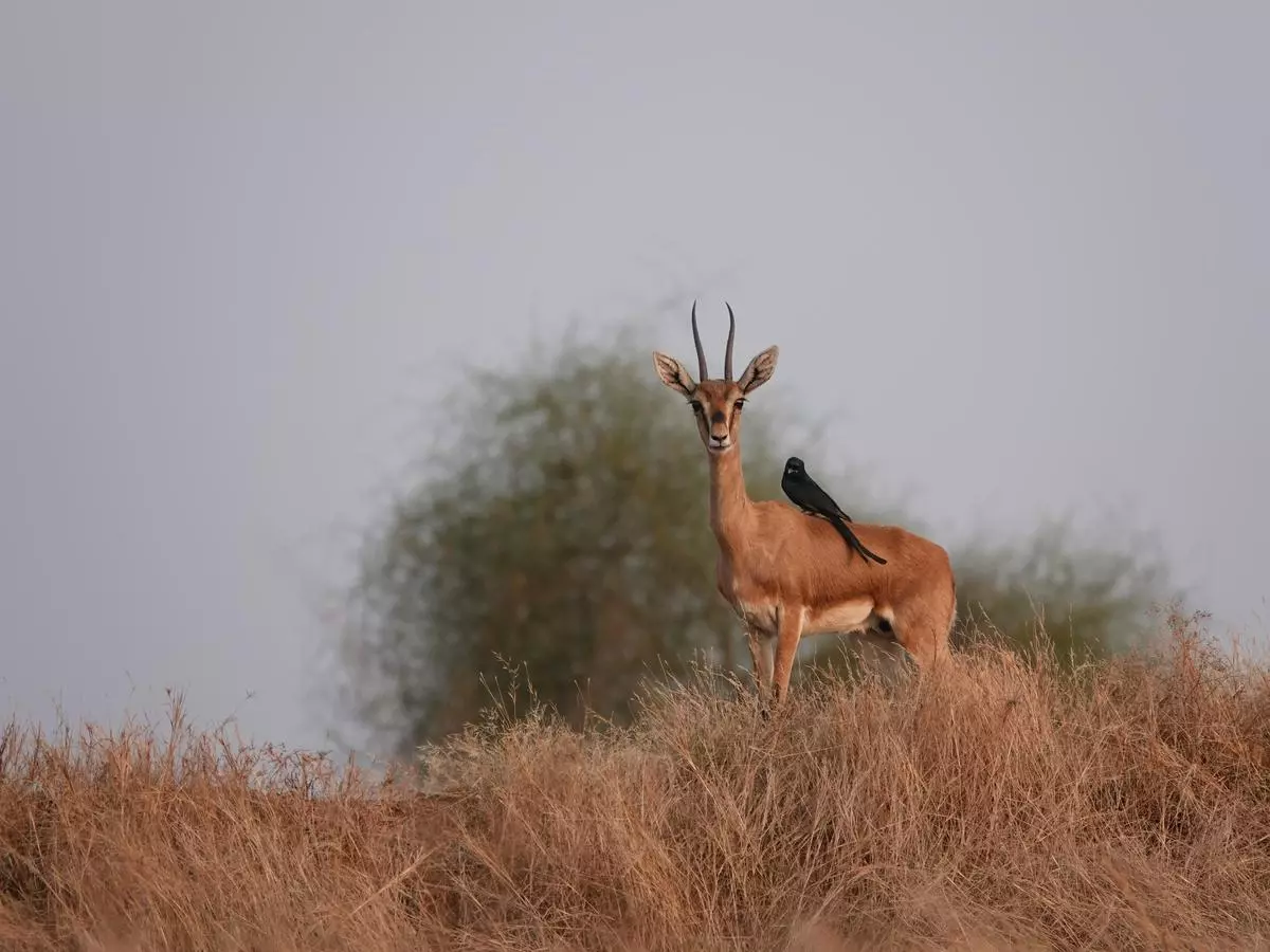 A chinkara antelope with a black drongo on its back. Drongos feed on ectoparasites on antelopes and small insects that are flushed out from the grass as the chinkaras feed.