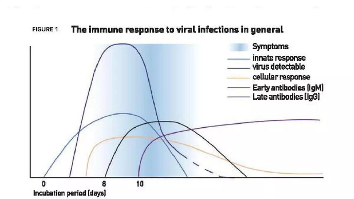 Will antibodies be able to protect us from COVID-19?