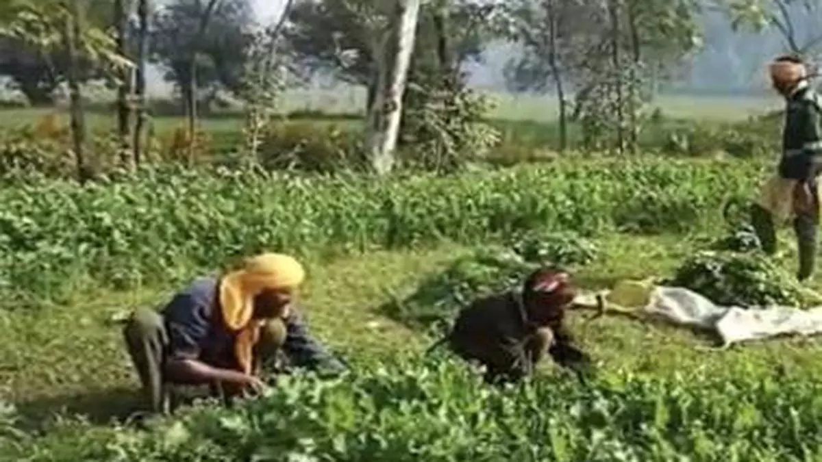 Punjab farmers take over farming duties of their farmer-neighbours who protest in Delhi